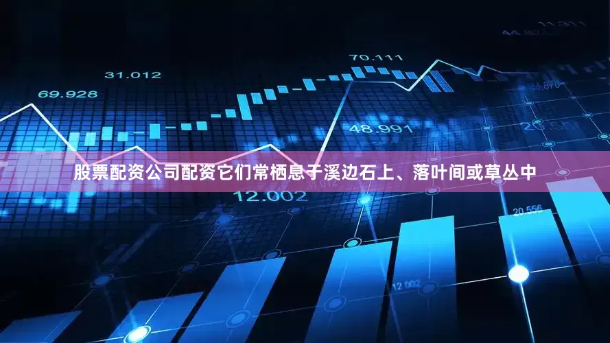 股票配资公司配资它们常栖息于溪边石上、落叶间或草丛中